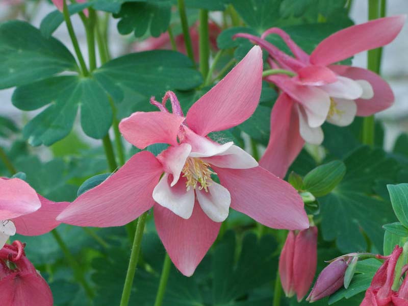 Akeleje AQUILEGIA flab. Biedermeier - staudeplante til haven i 1 L potte.
