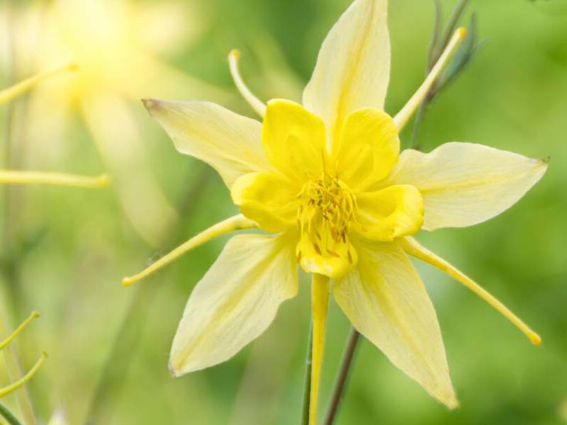 Akeleje staude til haven, AQUILEGIA caer. Sp.Magie Yellow, 1 L pot.
