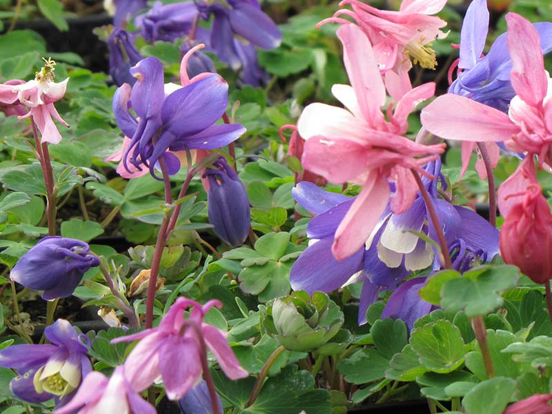 Akeleje, AQUILEGIA flab. Cameo Mix, staudeplante til haven.