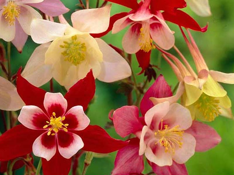 Akeleje, staudeplante til haven, AQUILEGIA caer. McKana, 1 L pot.