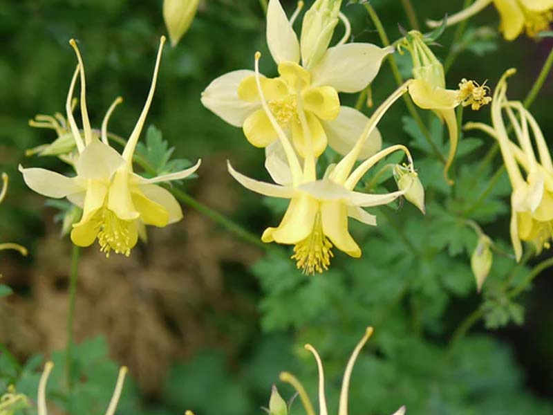 Akeleje 'Yellow Queen', 1 L potte, staudeplante til haven.
