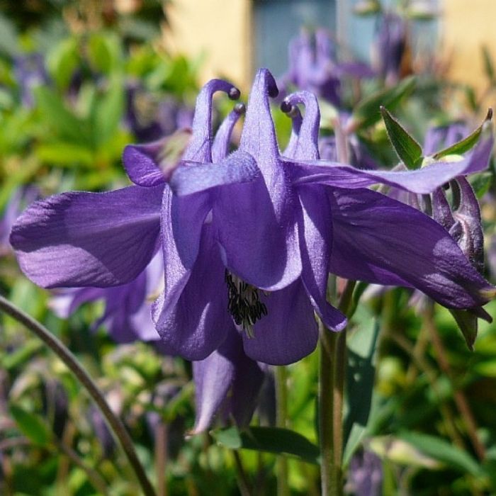 Akeleje, AQUILEGIA alpina 