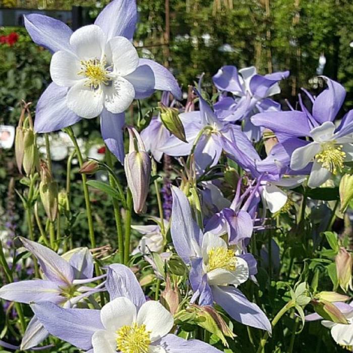 Akeleje, AQUILEGIA caer. Blue Star