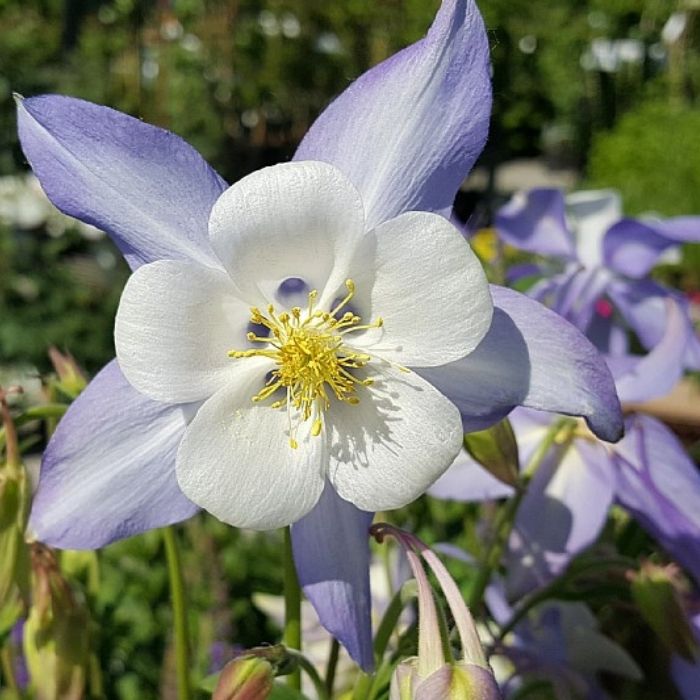 Akeleje, AQUILEGIA caer. Blue Star