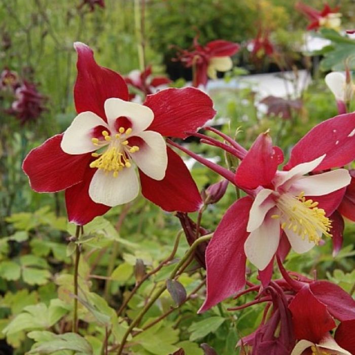 Akeleje, Aquilegia ´Crimson Star´