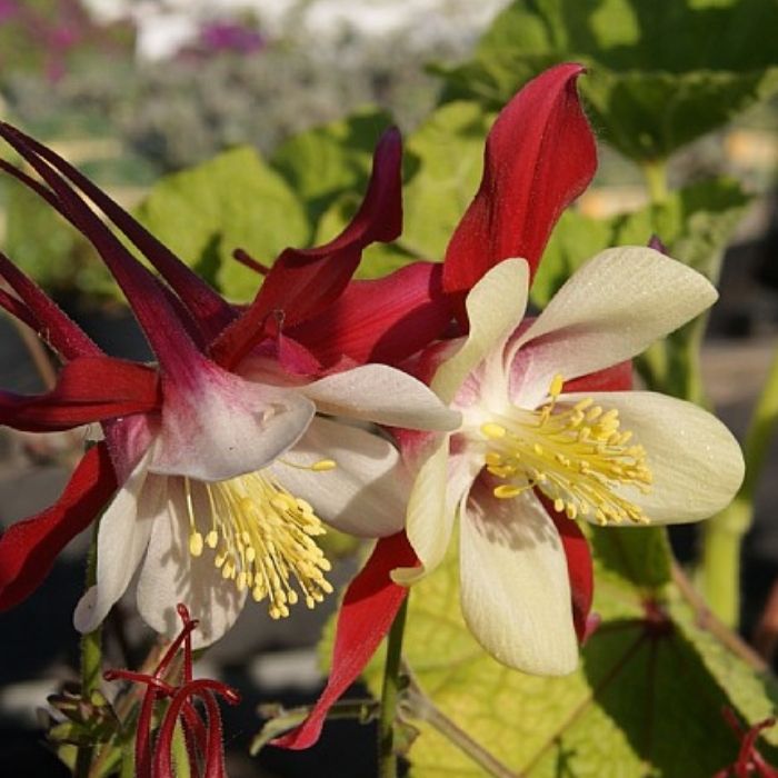 Akeleje, Aquilegia ´Crimson Star´