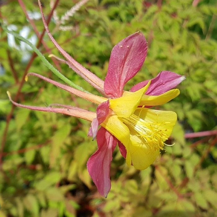 Akeleje, Aquilegia caerulea 'McKana'