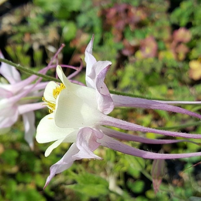 Akeleje, Aquilegia caerulea 'McKana'