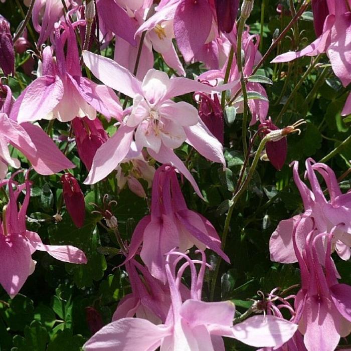 Aquilegia caerulea Sp. 'Magie Rosa White' – Akeleje 'Magie Rosa White'