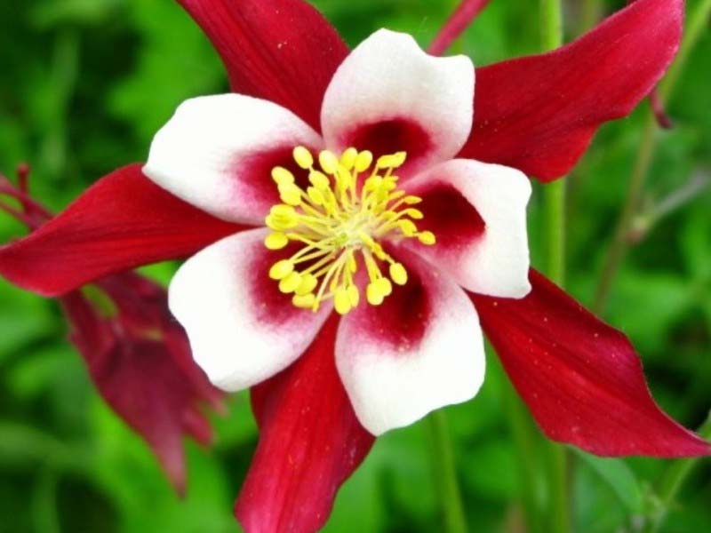 Akeleje staude, AQUILEGIA caer. Crimson Star, 1 L potte til haven.