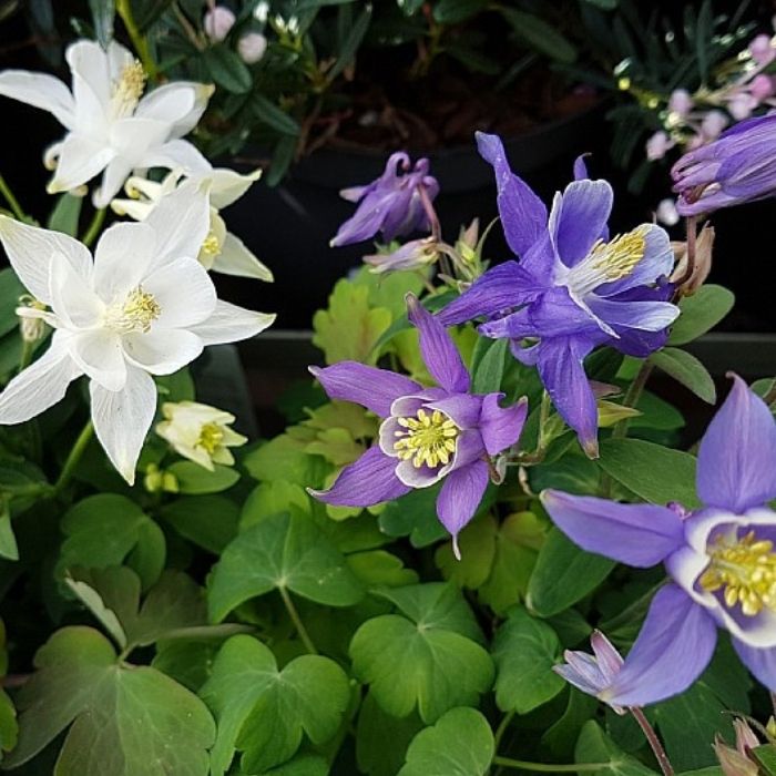 Akeleje ‘Biedermeier’ (Aquilegia flabellata)