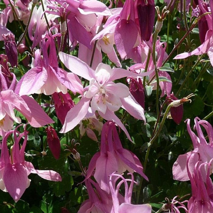 Akeleje, Aquilegia Spring Magic Rosa White
