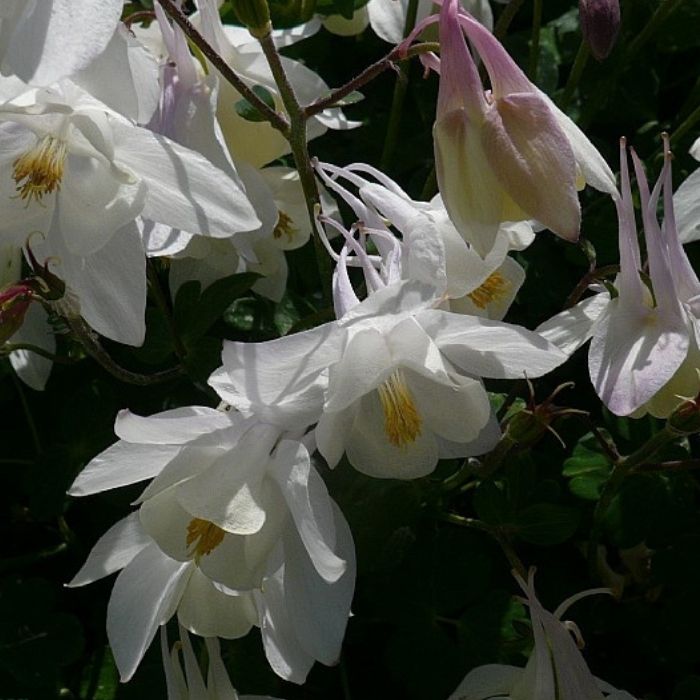 Aquilegia Spring Magic White 