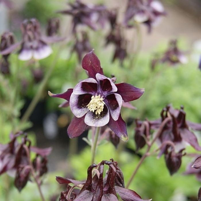 Akeleje – Aquilegia vulgaris 'William Guinness'