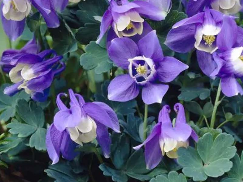 Staudeplante Akeleje, AQUILEGIA flab. Ministar i 1 L potte.