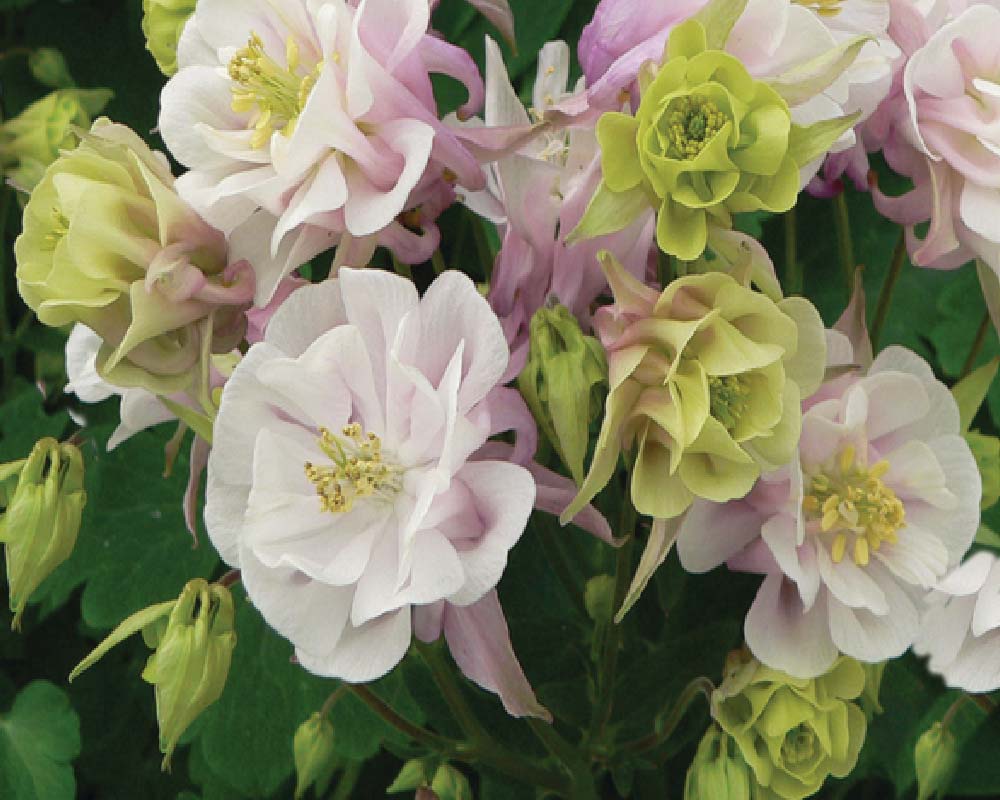 Staudeplante til haven, Akeleje AQUILEGIA vulg. Winky D.Rose White 1 L.