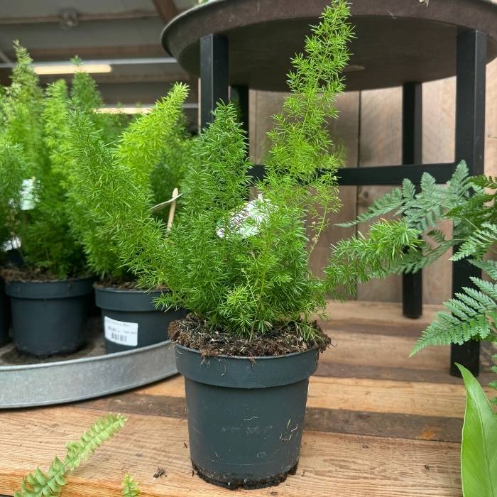 Hængeasparges, Asparagus densiflorus 'Meyeri' – 14 cm potte – let og frodig stueplante