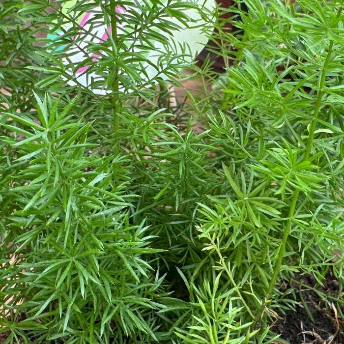 Hængeasparges, Asparagus densiflorus 'Meyeri' – 14 cm potte – let og frodig stueplante