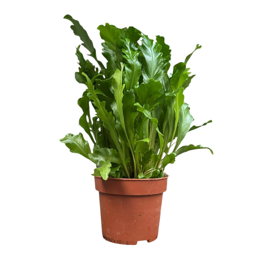 Fugleredebregne, Asplenium ‘Campio‘