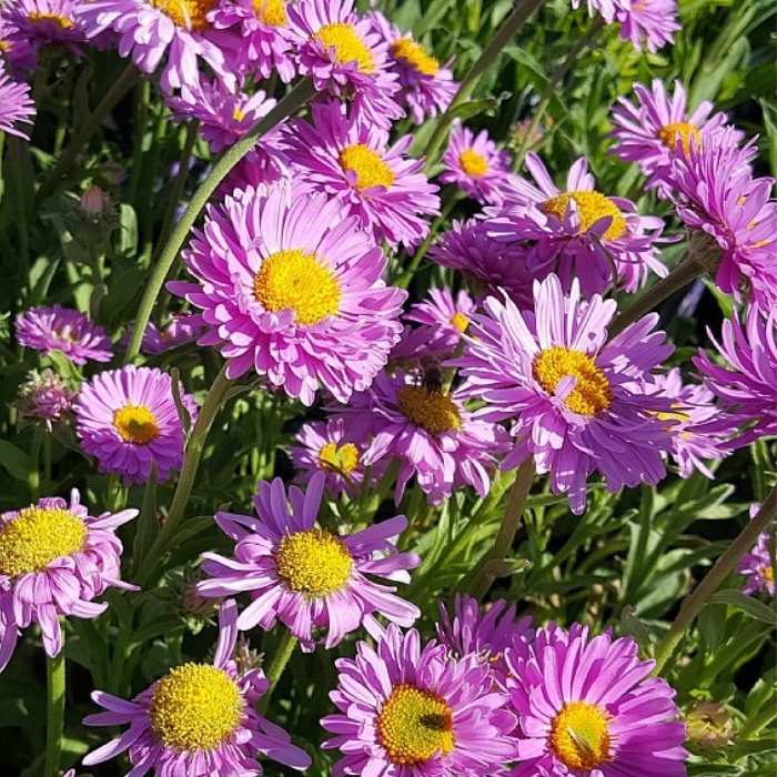 ASTER alpinus Happy End 1 L Potte