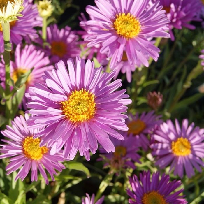 ASTER alpinus Happy End 1 L Potte