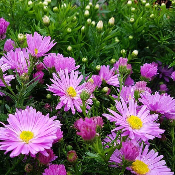 Pudeasters, ASTER dum. Herbstg v. Bresserhof 1 L Potte