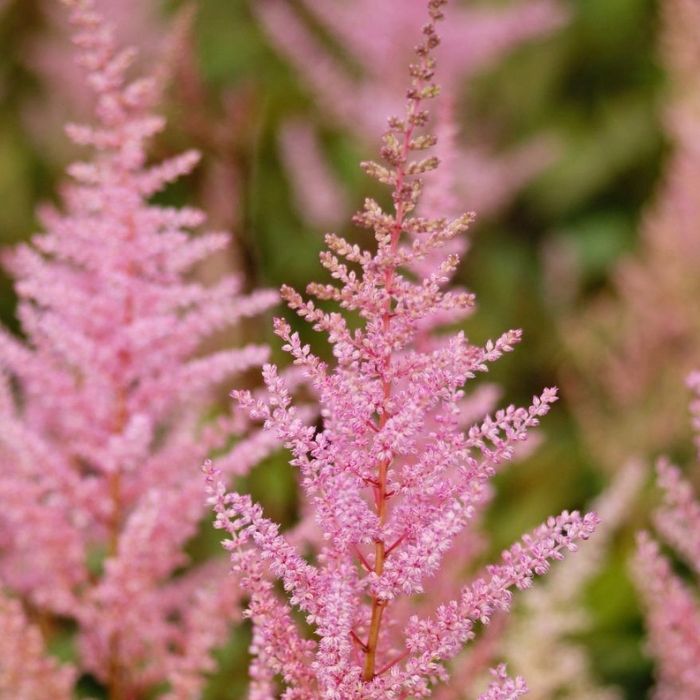 Astilbe arendsii ´Erica´