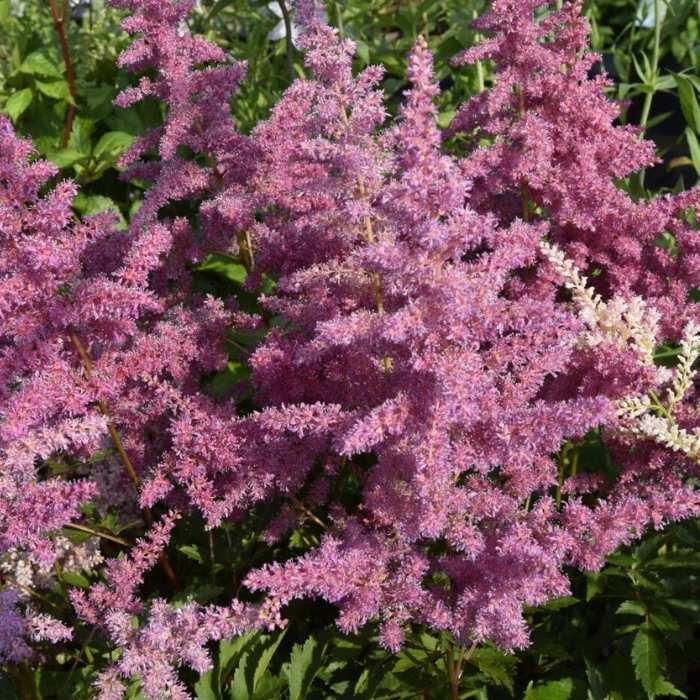 Astilbe, arendsii ´Younique Lilac´ 