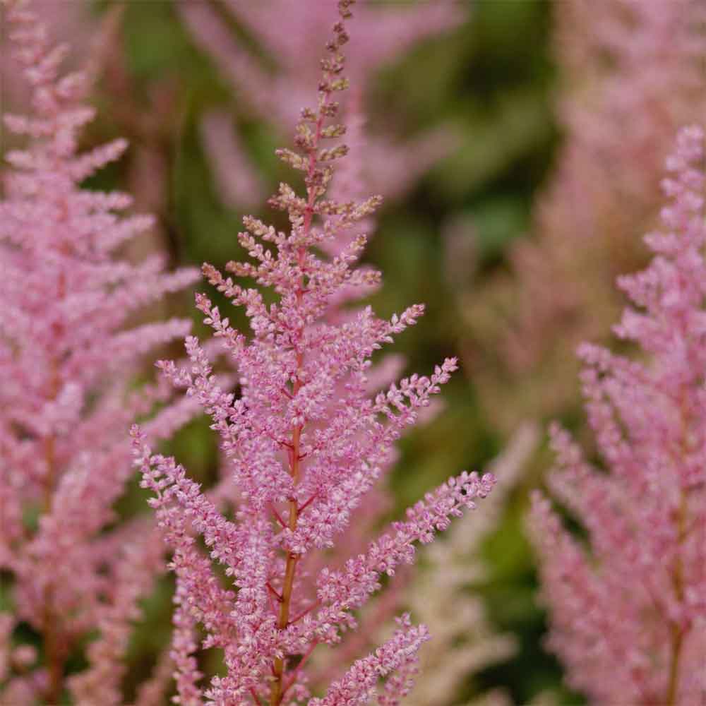 ASTILBE arendsii Erika - 1L Potte