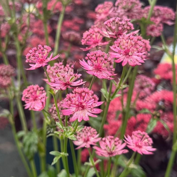 Stjerneskærm, ASTRANTIA major ´CERISE BUTTON´ - 3l potte