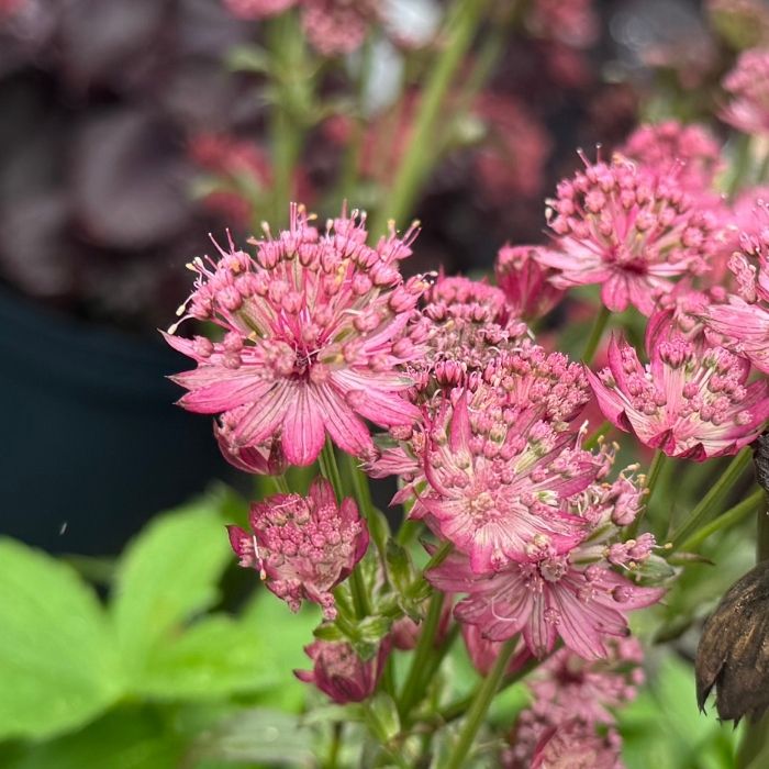 Stjerneskærm, ASTRANTIA major ´CERISE BUTTON´ - 3l potte