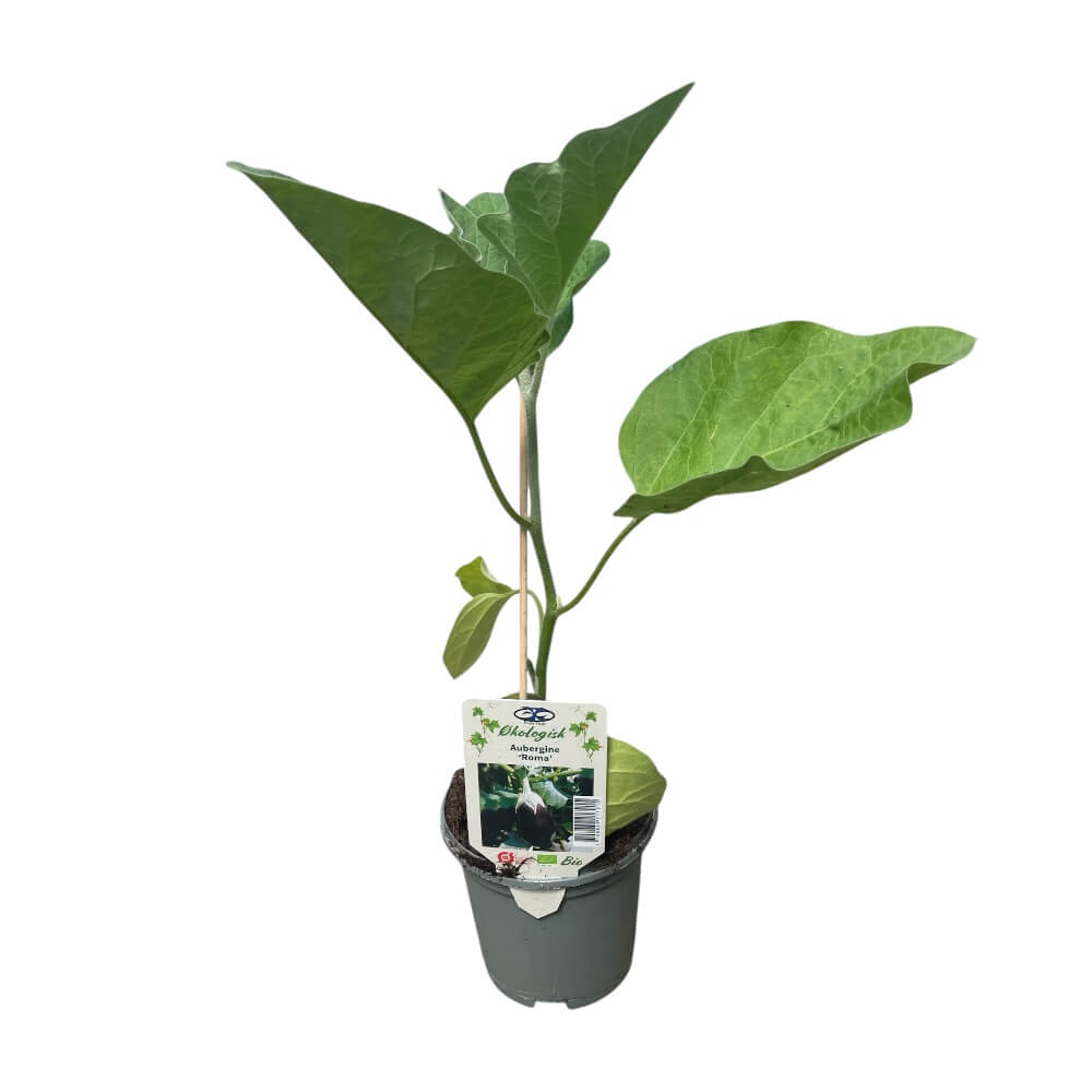 Øko Aubergine plante ´Roma´ i 11,5 cm. potte klar til at blive udplantet i hobbydrivhus. 