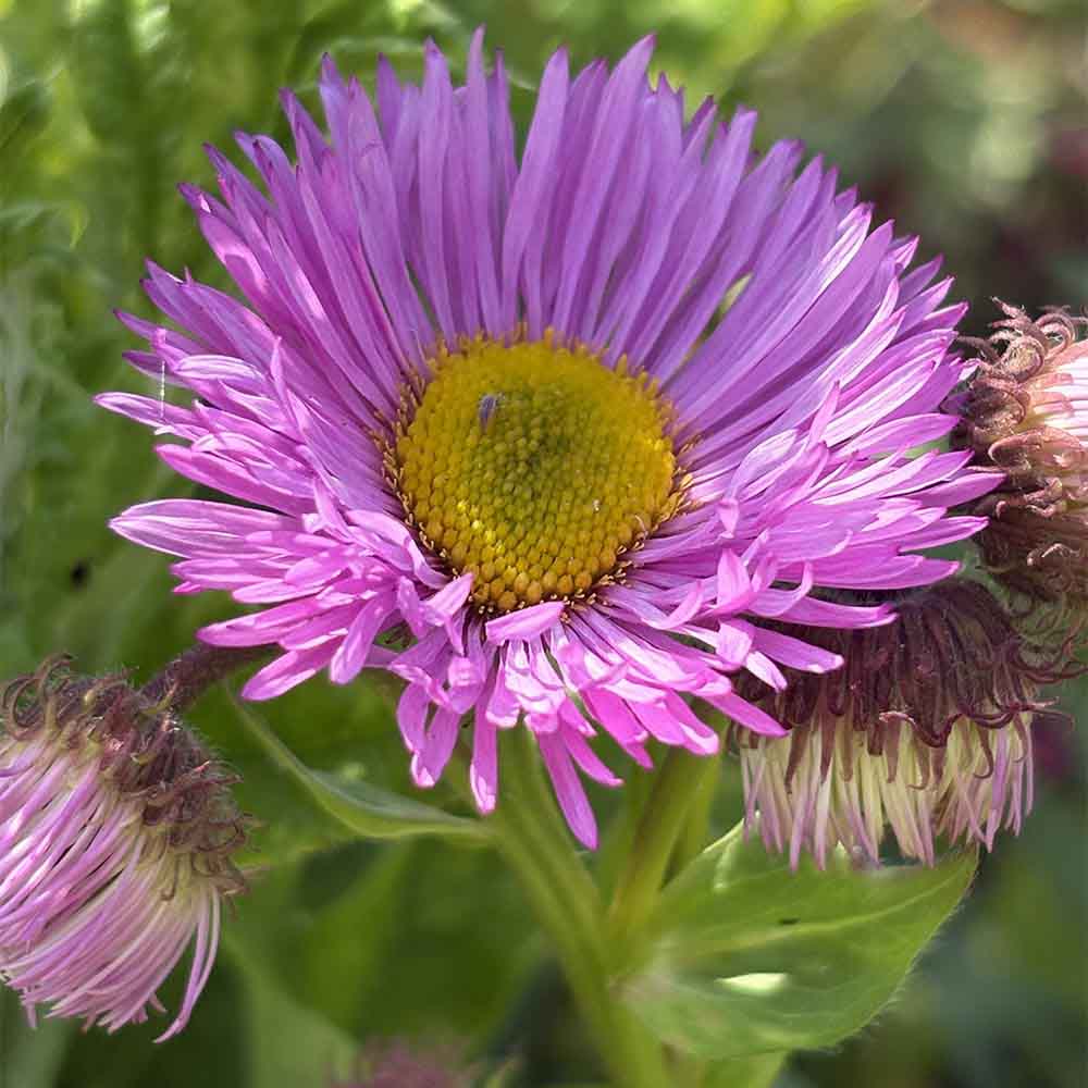 Bakkestjerne, ERIGERON hybrid Rosa ´Juwel´ i 1 L Potte til haven