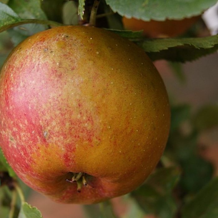 Æbletræ, Malus domestica 'Belle Boskoop' – Krydret madæble med fast bid og klassisk karakter