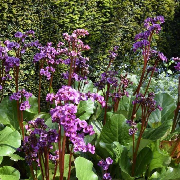 Kæmpestenbræk, Bergenia Cordifolia Eroica i 13 cm Potte