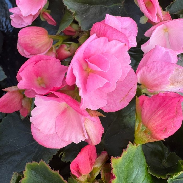 Betulia, Betulia begonia - Ø12 cm potte
