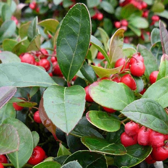 Bjergthe, Gaultheria procumbens - 10 cm. potte