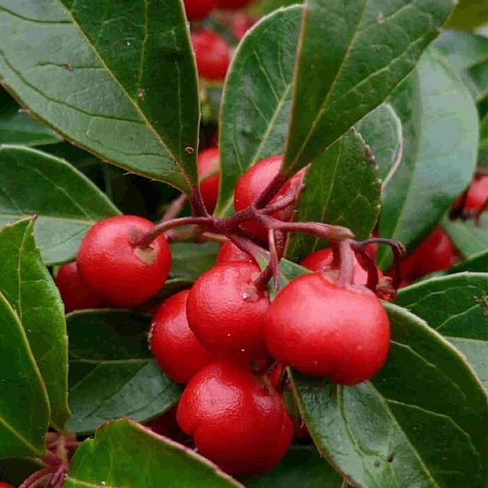Bjergthe, Gaultheria procumbens - 10 cm. potte