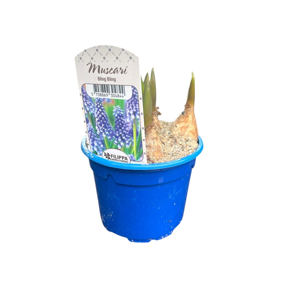 Blå perlehyacinter, MUSCARI ARMENIACUM - 9 cm potte