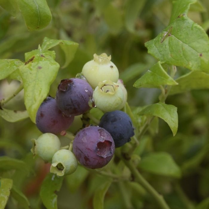 Blåbær, Vaccinium cor. 'Hortblue Petite'
