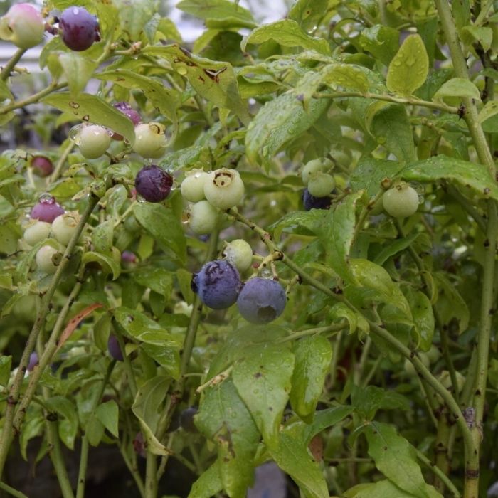 Blåbær, Vaccinium cor. 'Hortblue Petite'