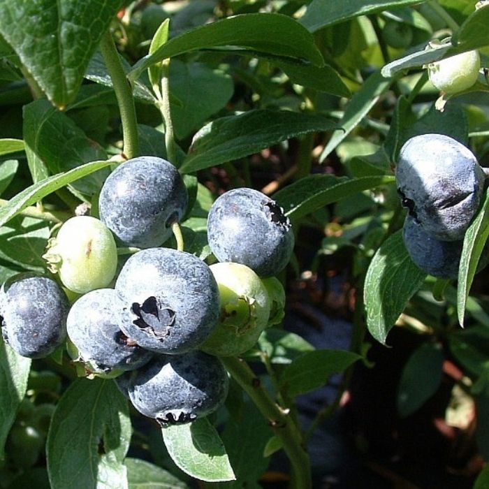 Amerikansk Blåbær, Vaccinium Blue Crop