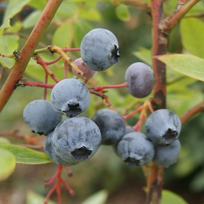 Amerikansk Blåbær, Vaccinium corymbosum 'Duke' 
