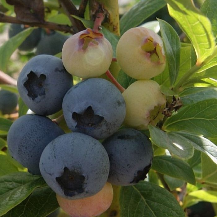 Amerikansk Blåbær, Vaccinium corymbosum 'Duke' 