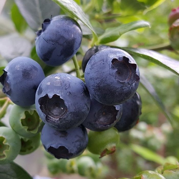 New Zealandsk Blåbær, Vaccinium corymbosum 'Reka' 