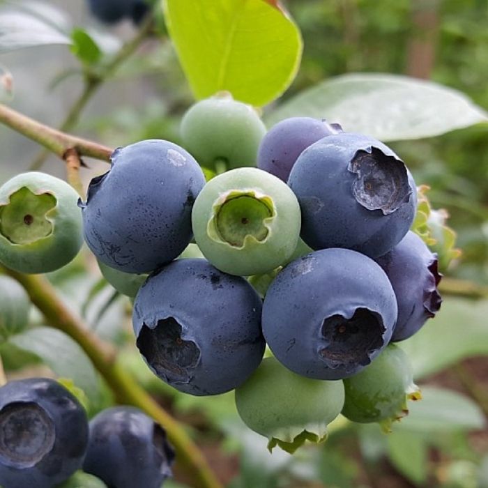New Zealandsk Blåbær, Vaccinium corymbosum 'Reka' 