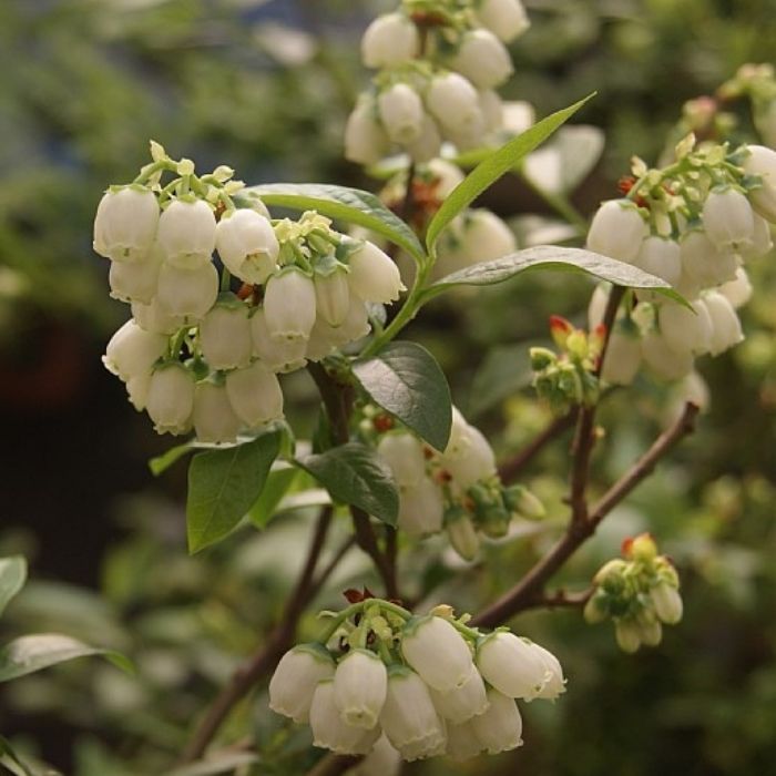 New Zealandsk Blåbær, Vaccinium corymbosum 'Reka' 