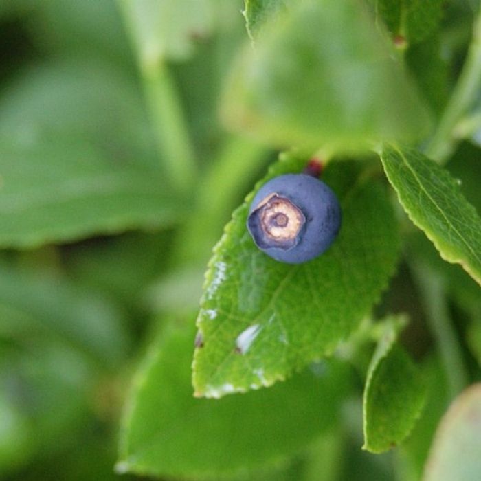 Blåbær, VACCINIUM myrtilus