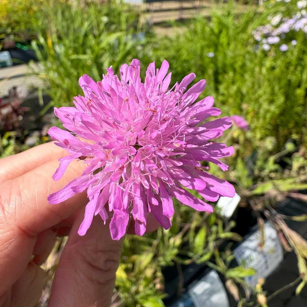 Blåhat, KNAUTIA mac. 'Melton Pastels'® - 1 L Potte