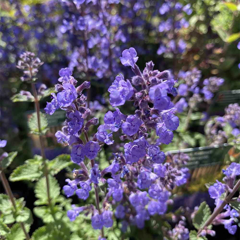 Blåkant, katteurt, NEPETA faassenii 'Purrsian Blue'® - 1 L Potte